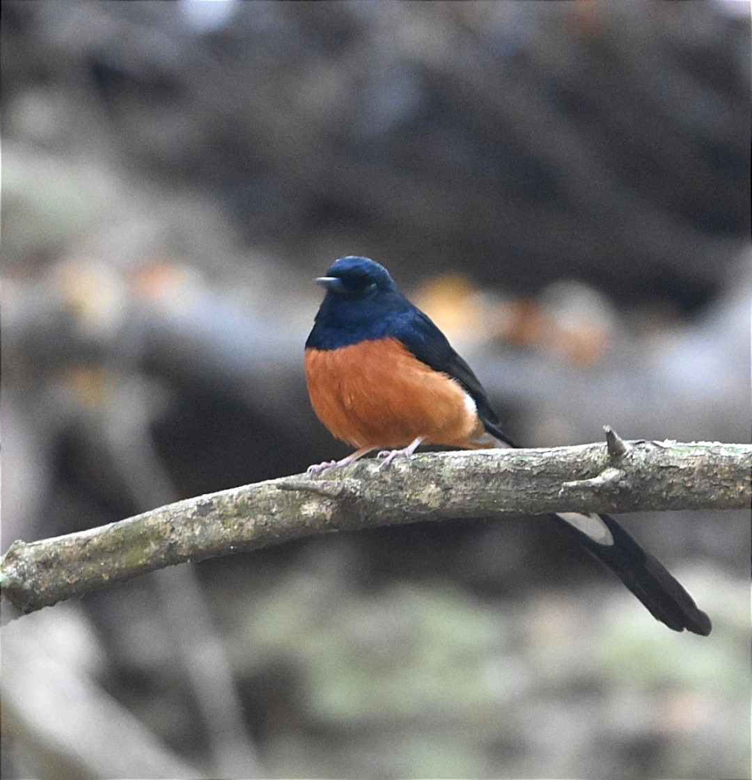 White-rumped Shama - ML630425054
