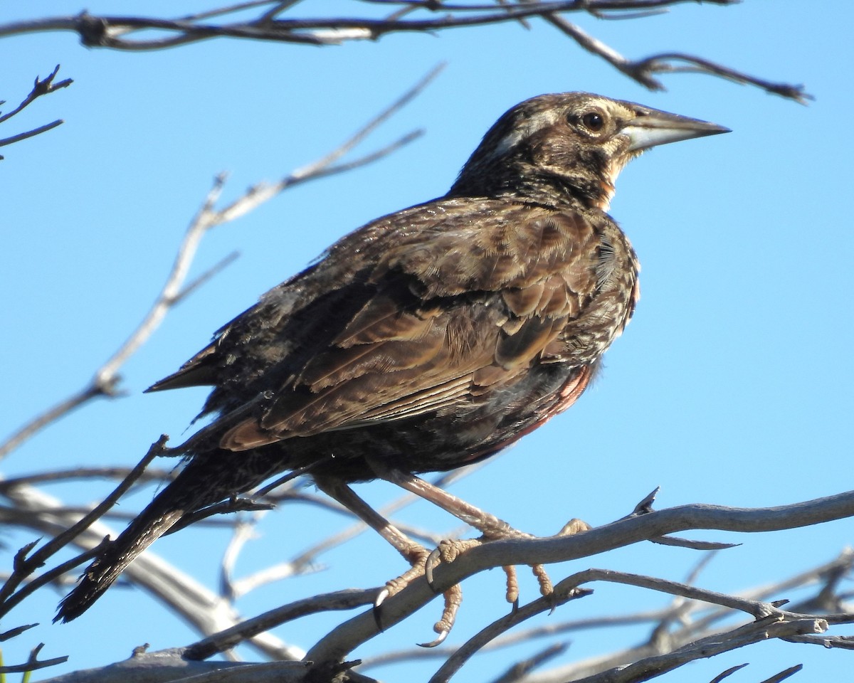 Long-tailed Meadowlark - ML630425059