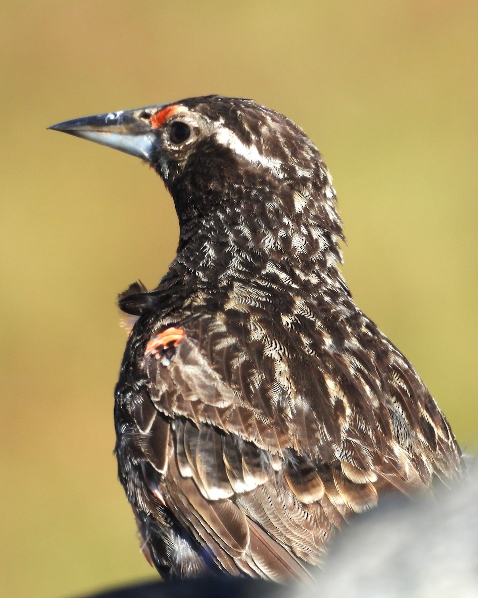 Long-tailed Meadowlark - ML630425072