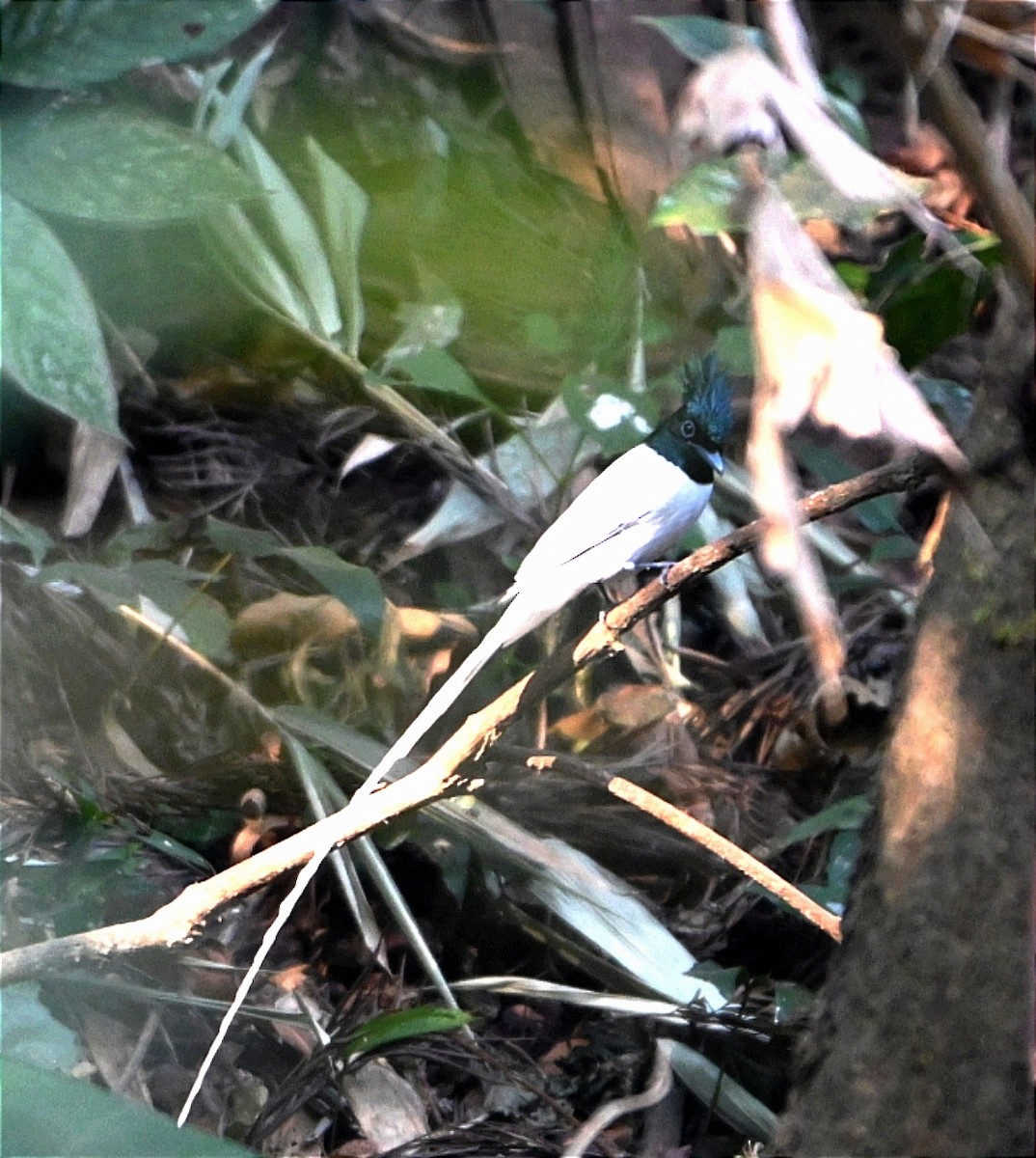 Indian Paradise-Flycatcher - ML630425073