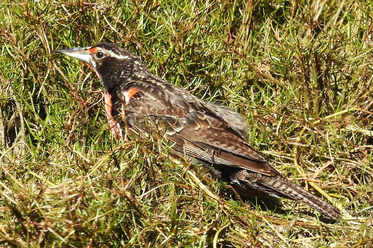 Long-tailed Meadowlark - ML630425074
