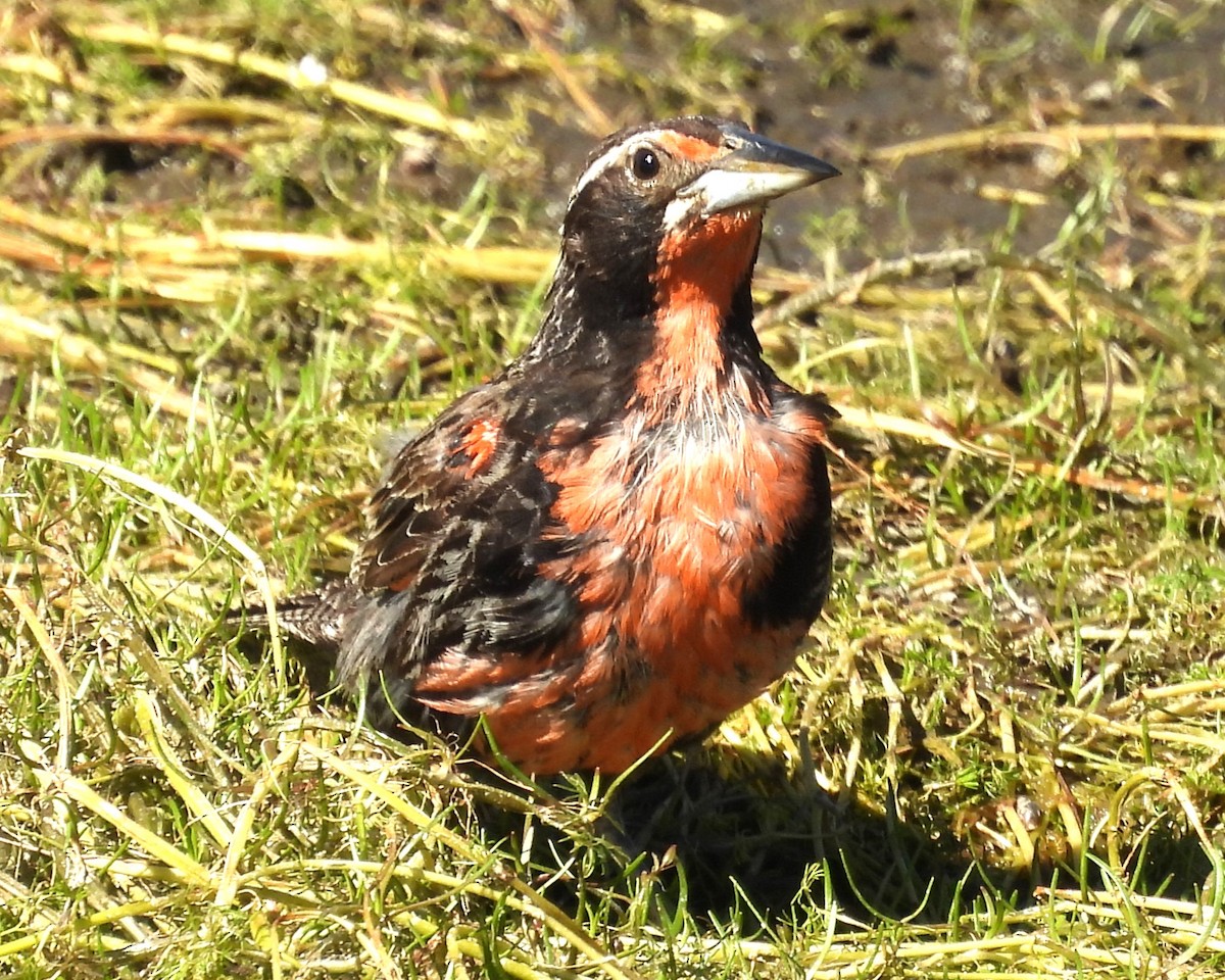 Long-tailed Meadowlark - ML630425077