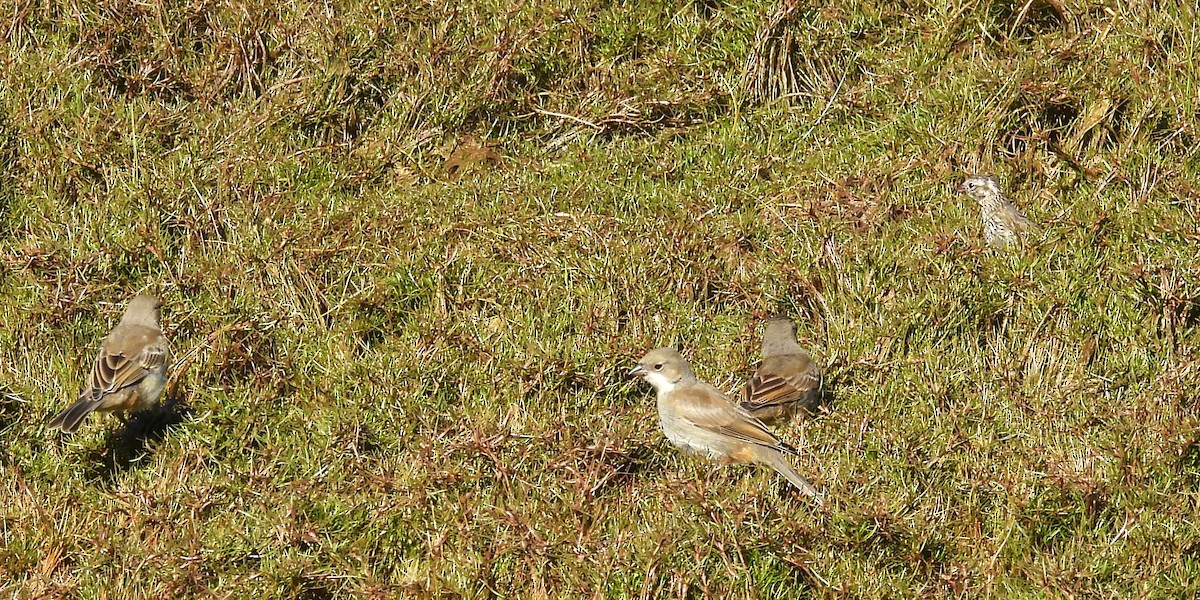 Diuca Finch - ML630425087