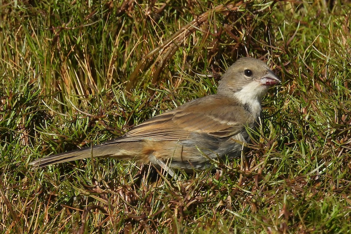 Diuca Finch - ML630425088