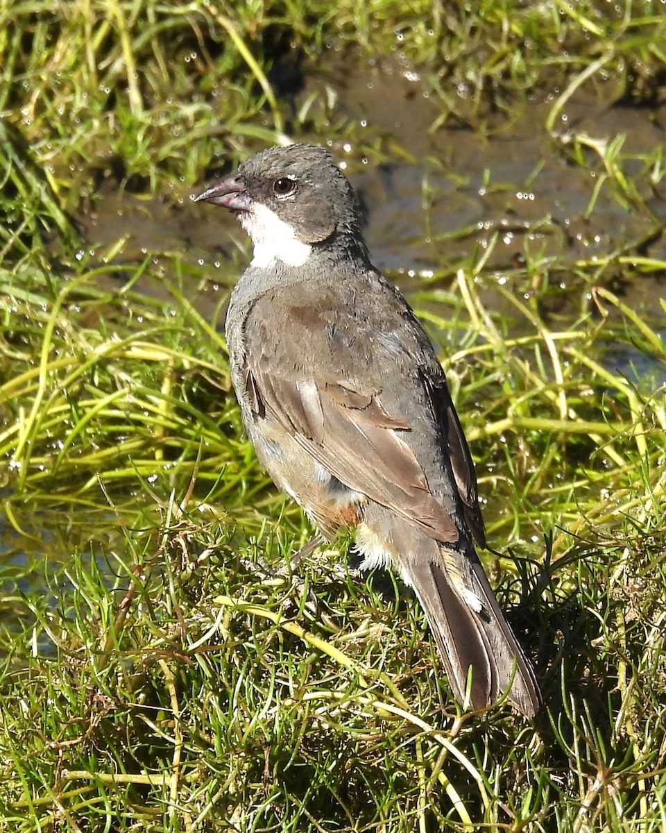 Diuca Finch - ML630425107