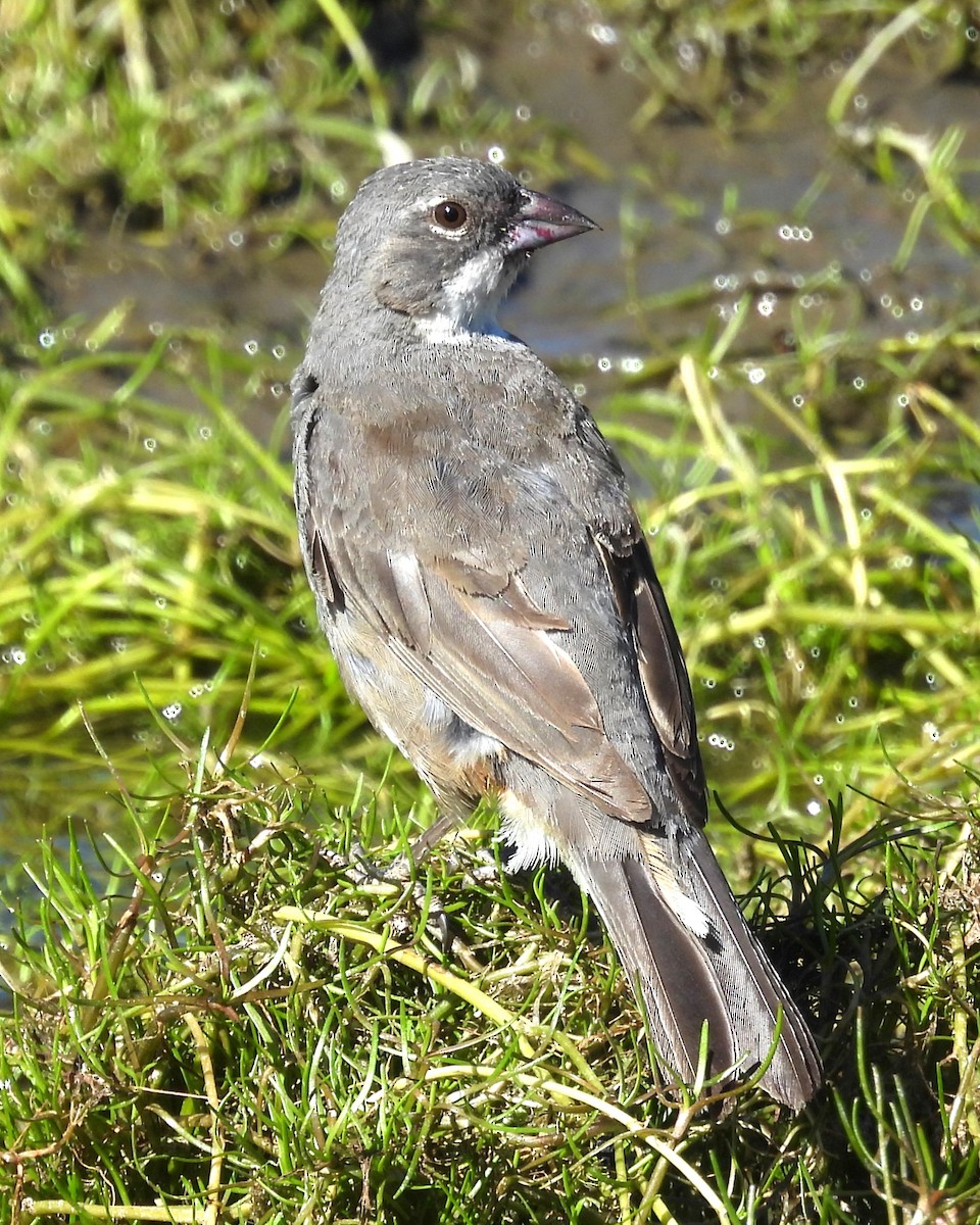 Diuca Finch - ML630425108