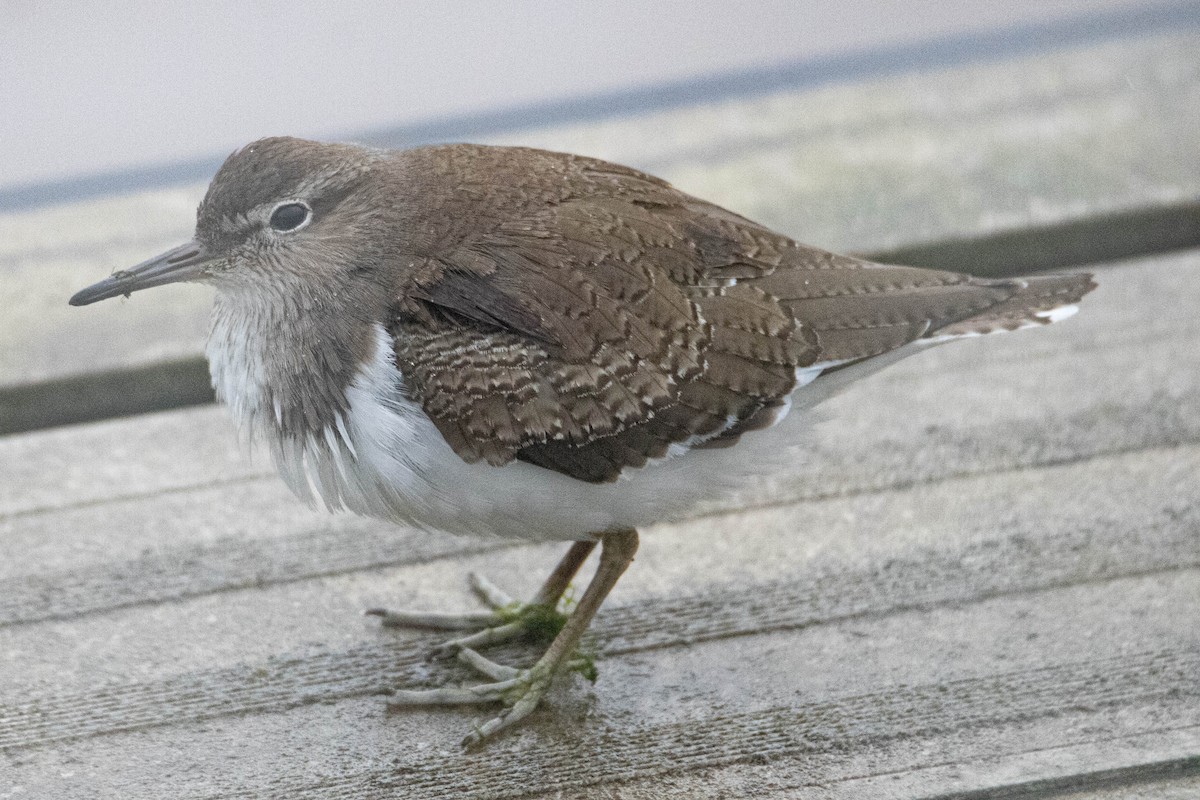 Common Sandpiper - ML630425124