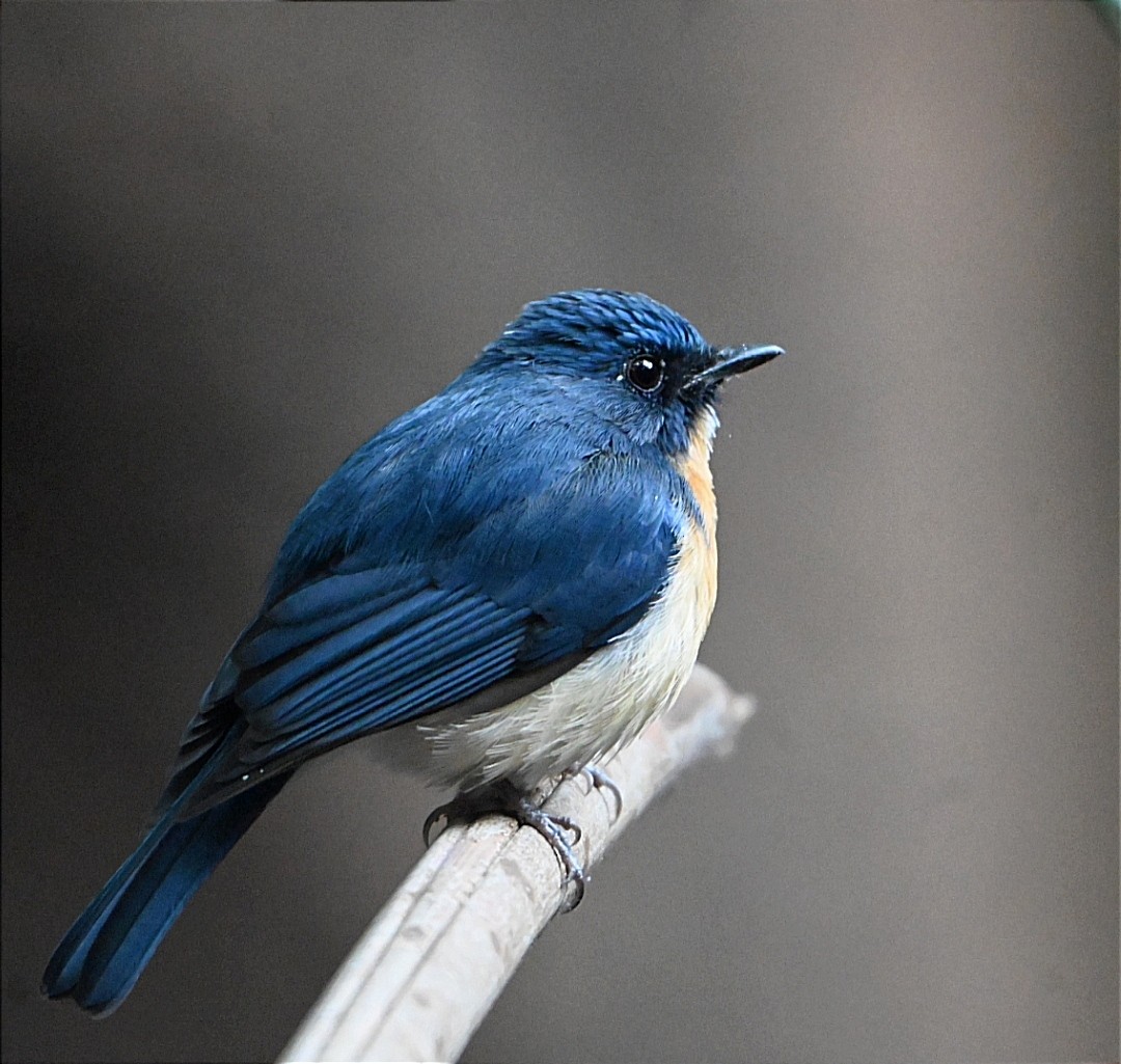Tickell's Blue Flycatcher - ML630425136