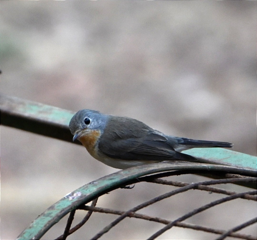 Red-breasted Flycatcher - ML630425141