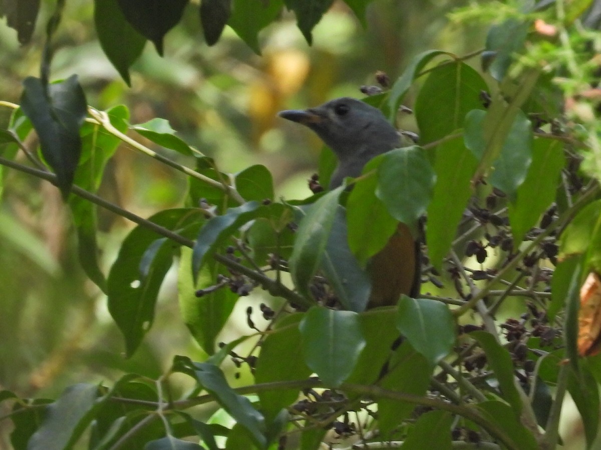 Black-faced Monarch - ML630425312