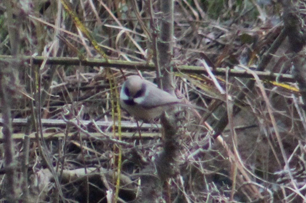 White-cheeked Tit - ML630425396