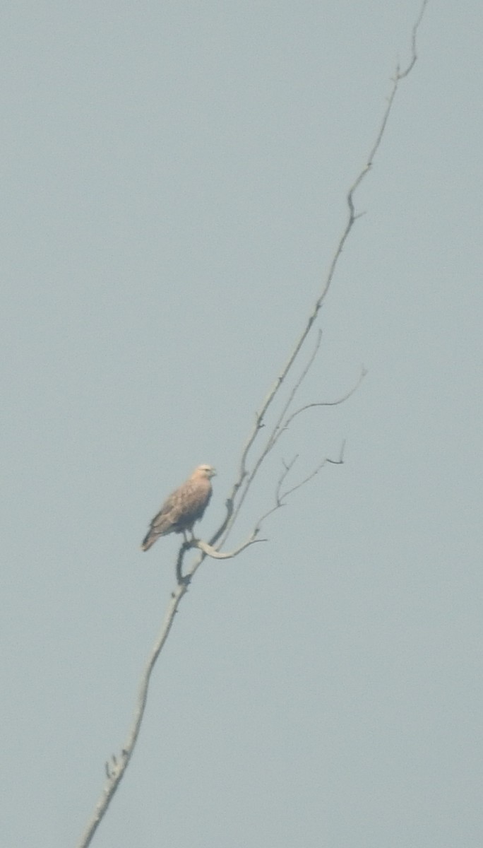 Long-legged Buzzard - ML630425545