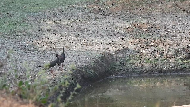 Black Stork - ML630425921