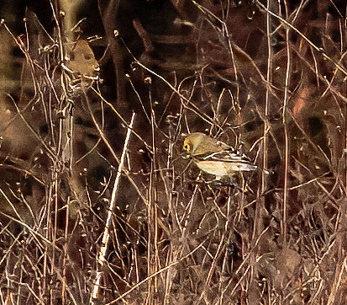 American Goldfinch - ML630426003
