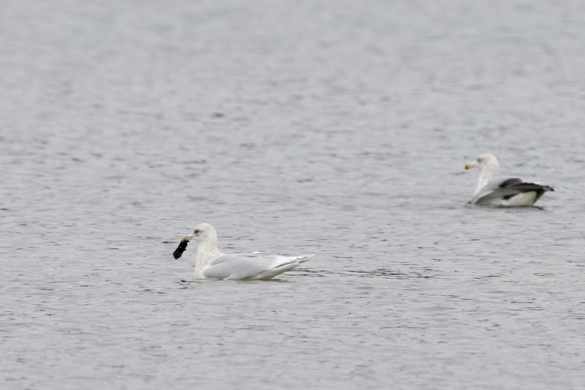 Iceland Gull (kumlieni) - ML630426081