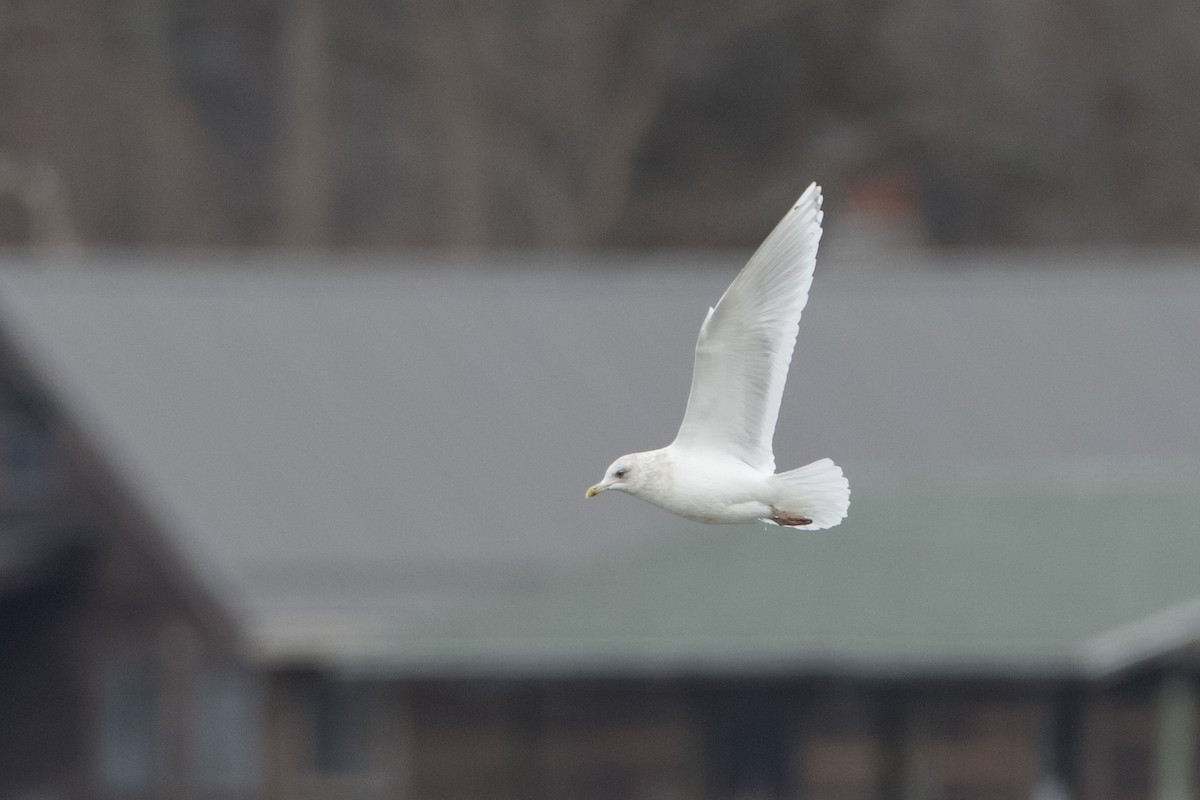 Iceland Gull (kumlieni) - ML630426082