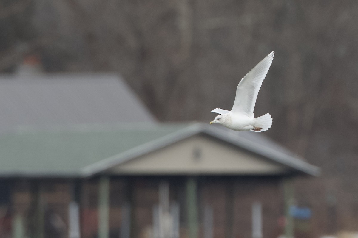 Iceland Gull (kumlieni) - ML630426083