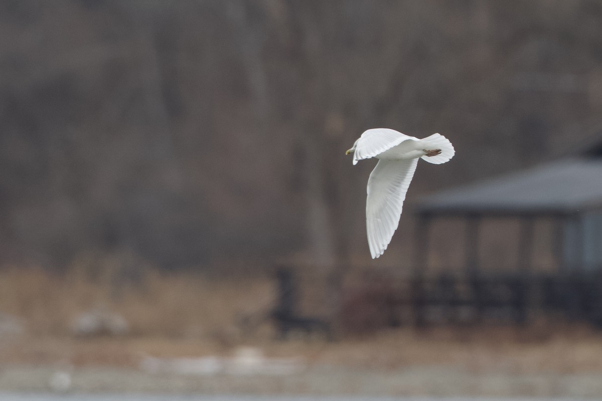 Iceland Gull (kumlieni) - ML630426084
