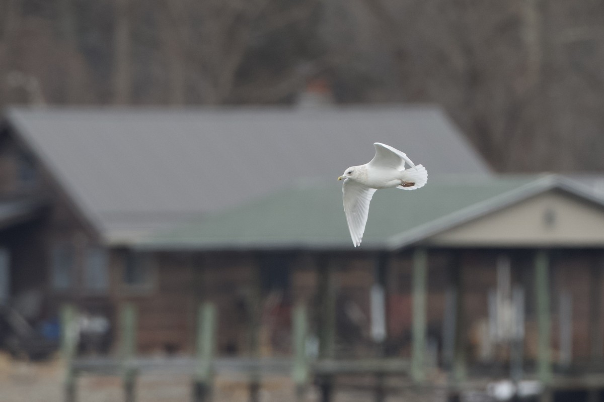 Iceland Gull (kumlieni) - ML630426085