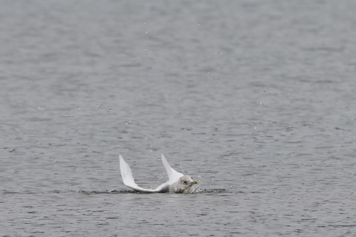 Iceland Gull (kumlieni) - ML630426099