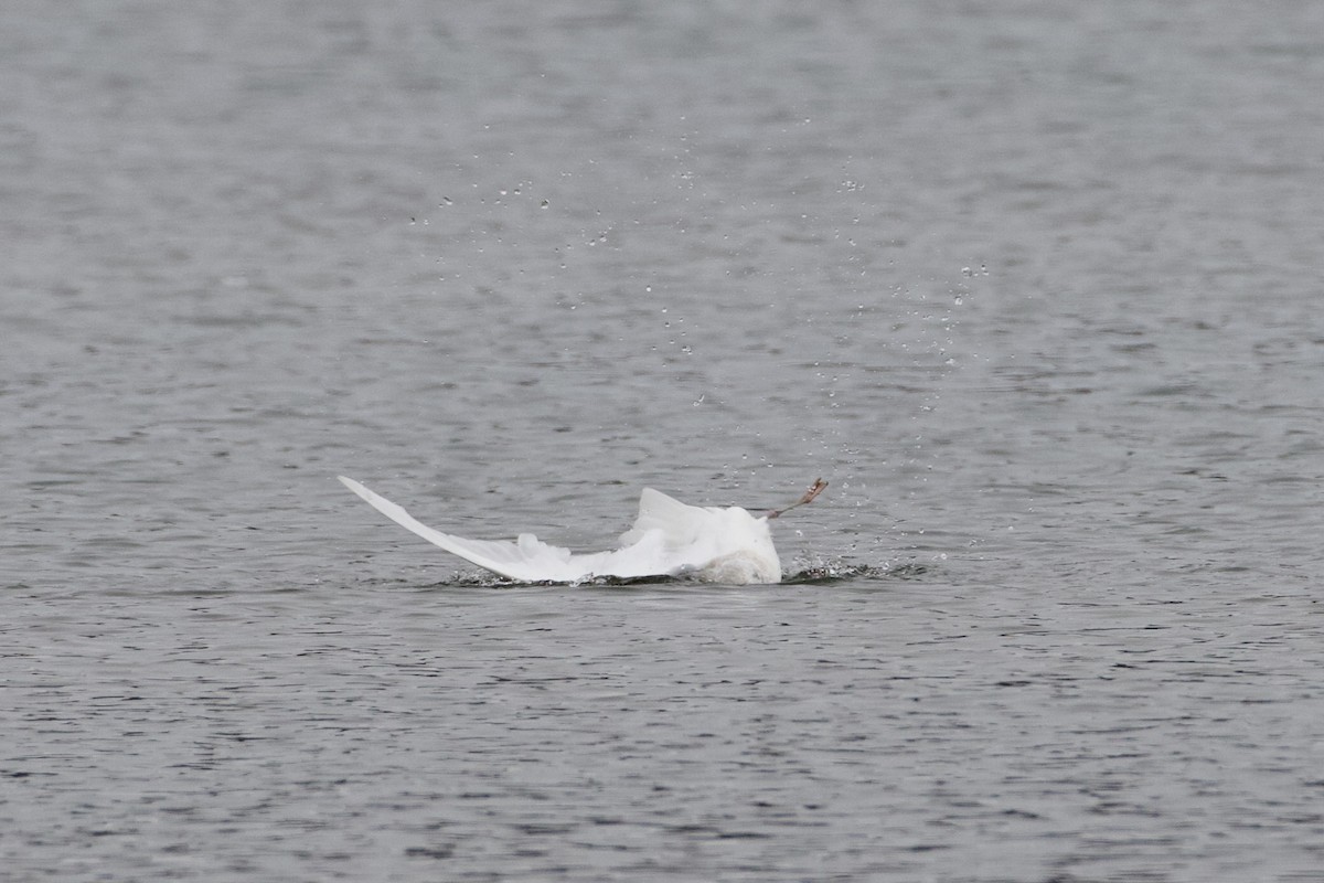 Iceland Gull (kumlieni) - ML630426100