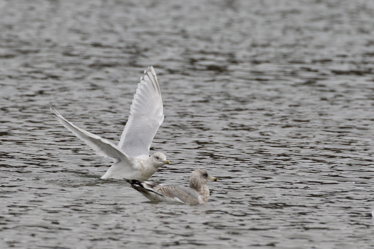 Iceland Gull (kumlieni) - ML630426133