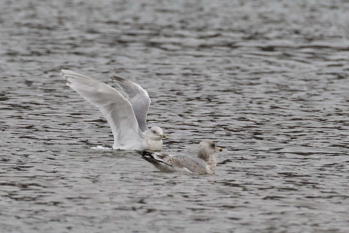 Iceland Gull (kumlieni) - ML630426134