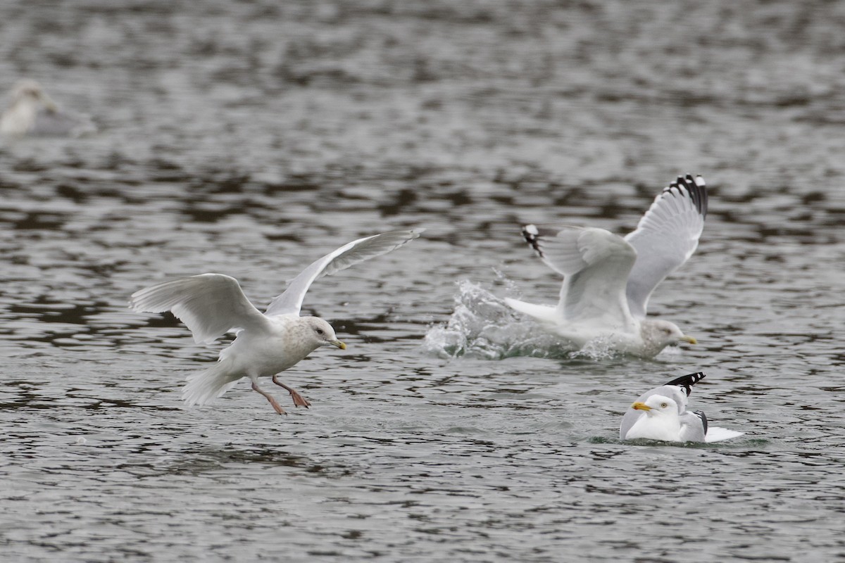 Iceland Gull (kumlieni) - ML630426135