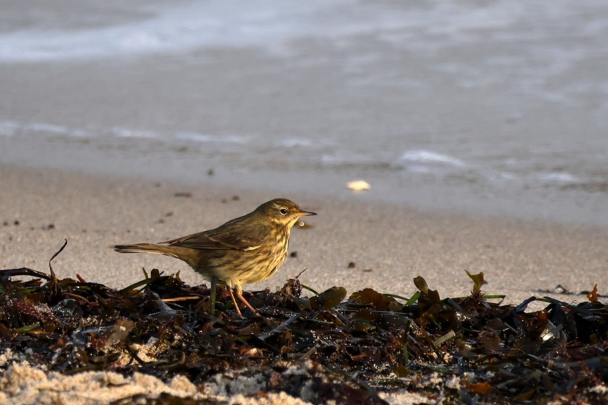 Pipit maritime - ML630426446