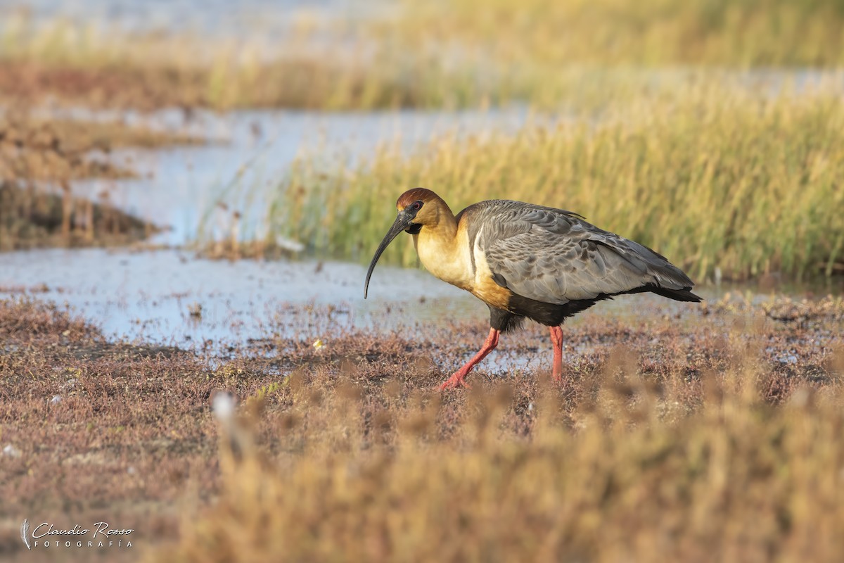 Black-faced Ibis - ML630426487