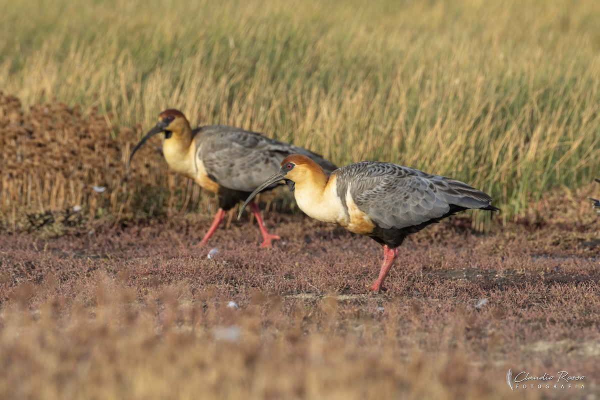 Black-faced Ibis - ML630426488