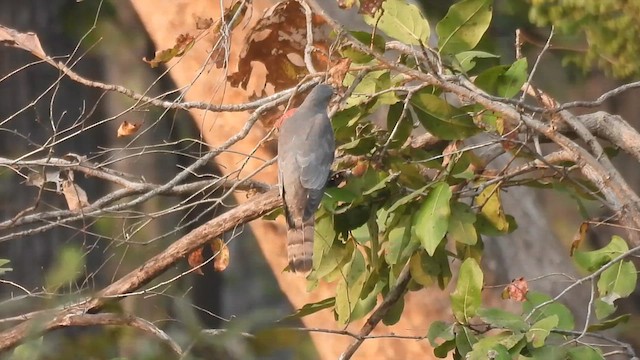 Common Hawk-Cuckoo - ML630426494