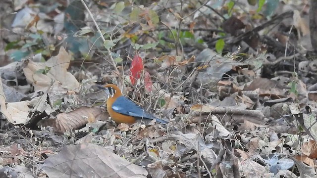 Orange-headed Thrush (White-throated) - ML630427112