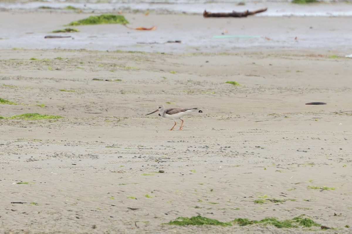 Terek Sandpiper - ML630427322