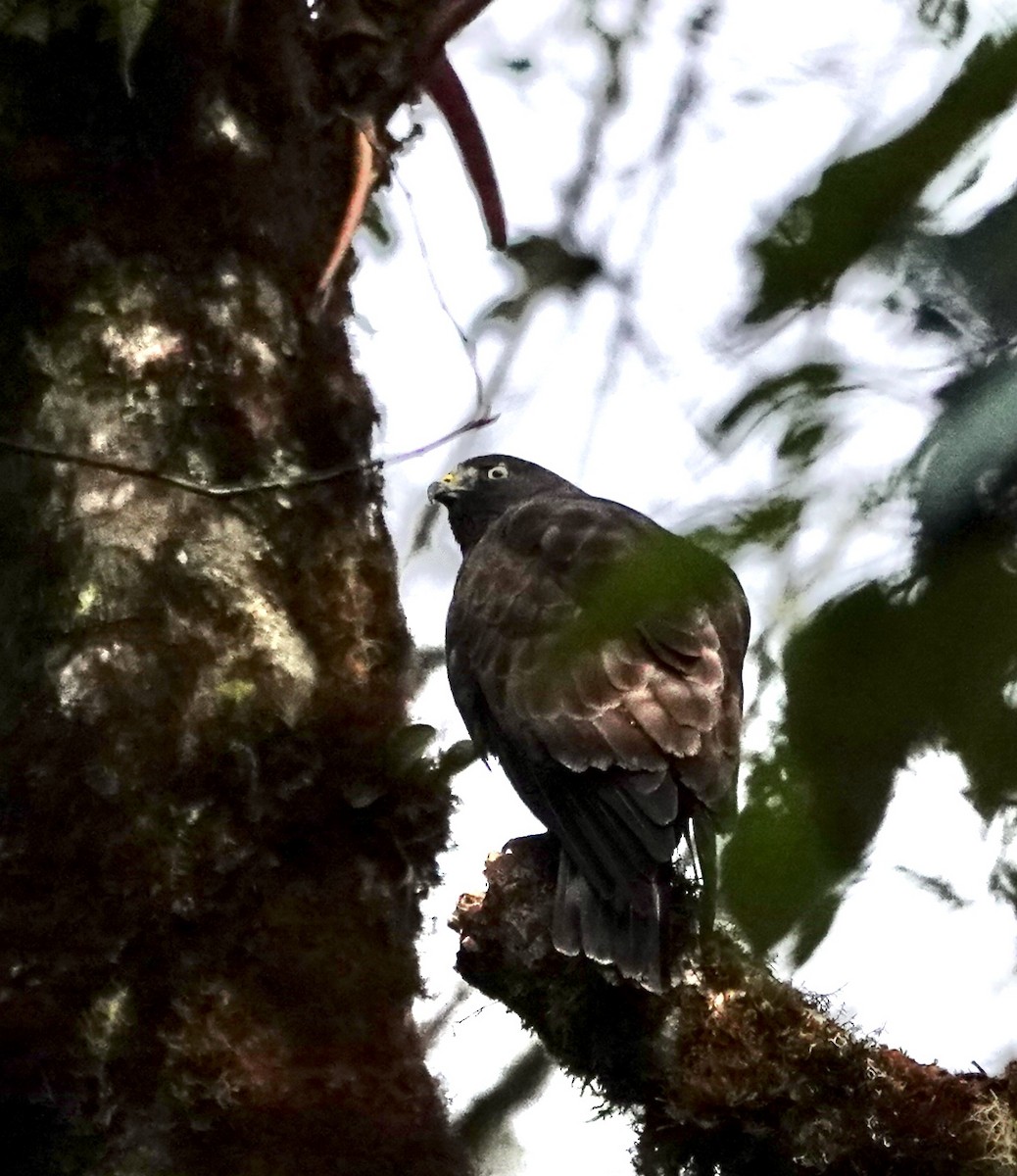 Short-tailed Hawk - ML630427487