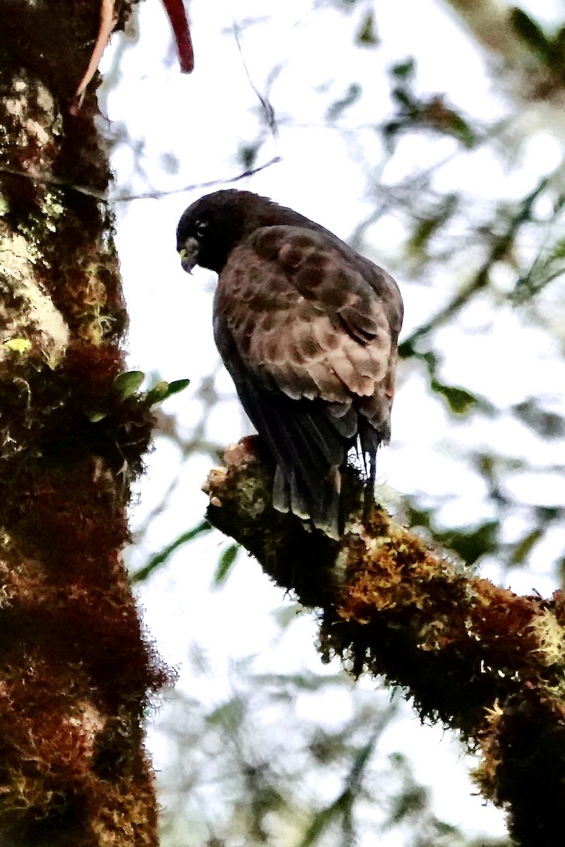 Short-tailed Hawk - ML630427488