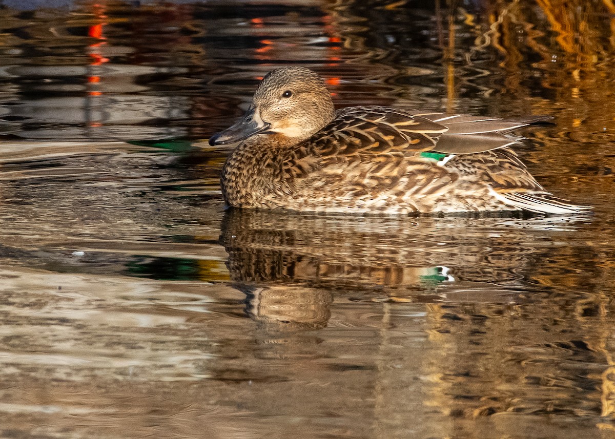 Mallard x Northern Pintail (hybrid) - ML630427604