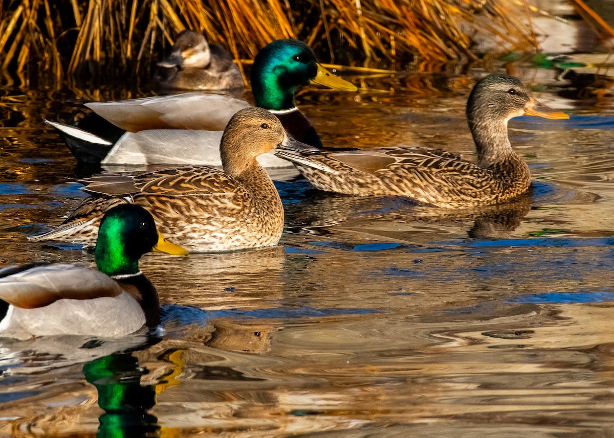 Mallard x Northern Pintail (hybrid) - ML630427611
