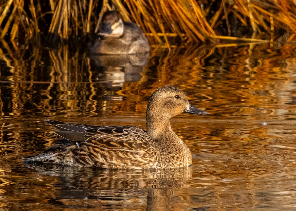 Mallard x Northern Pintail (hybrid) - ML630427617