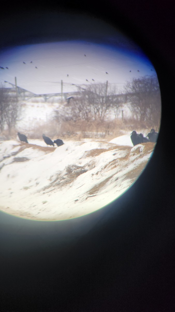 kondor havranovitý - ML630427722