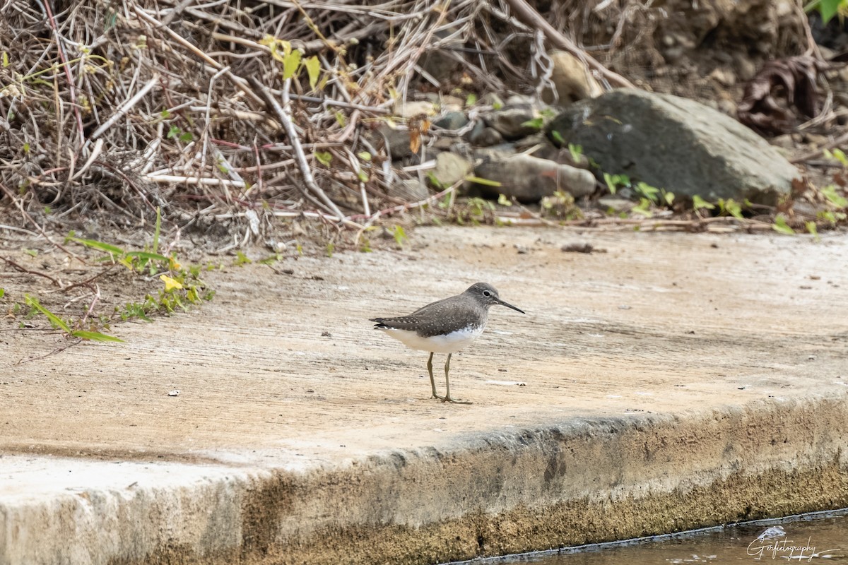 Green Sandpiper - ML630427802