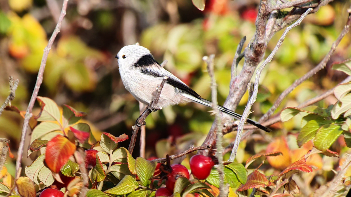 Long-tailed Tit - ML630427952