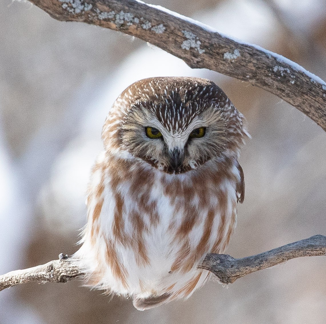 アメリカキンメフクロウ - ML630428261