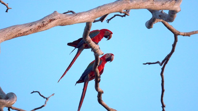 Red-and-green Macaw - ML630428413
