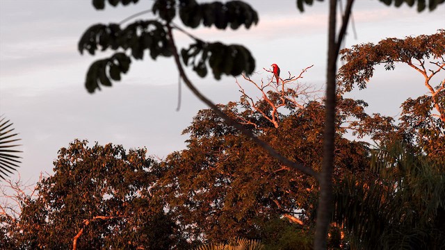 Red-and-green Macaw - ML630428573