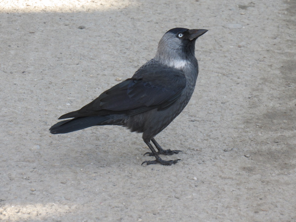 Eurasian Jackdaw - ML630428626