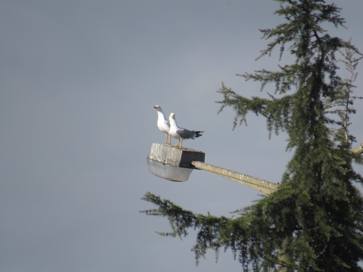 Yellow-legged Gull - ML630428632
