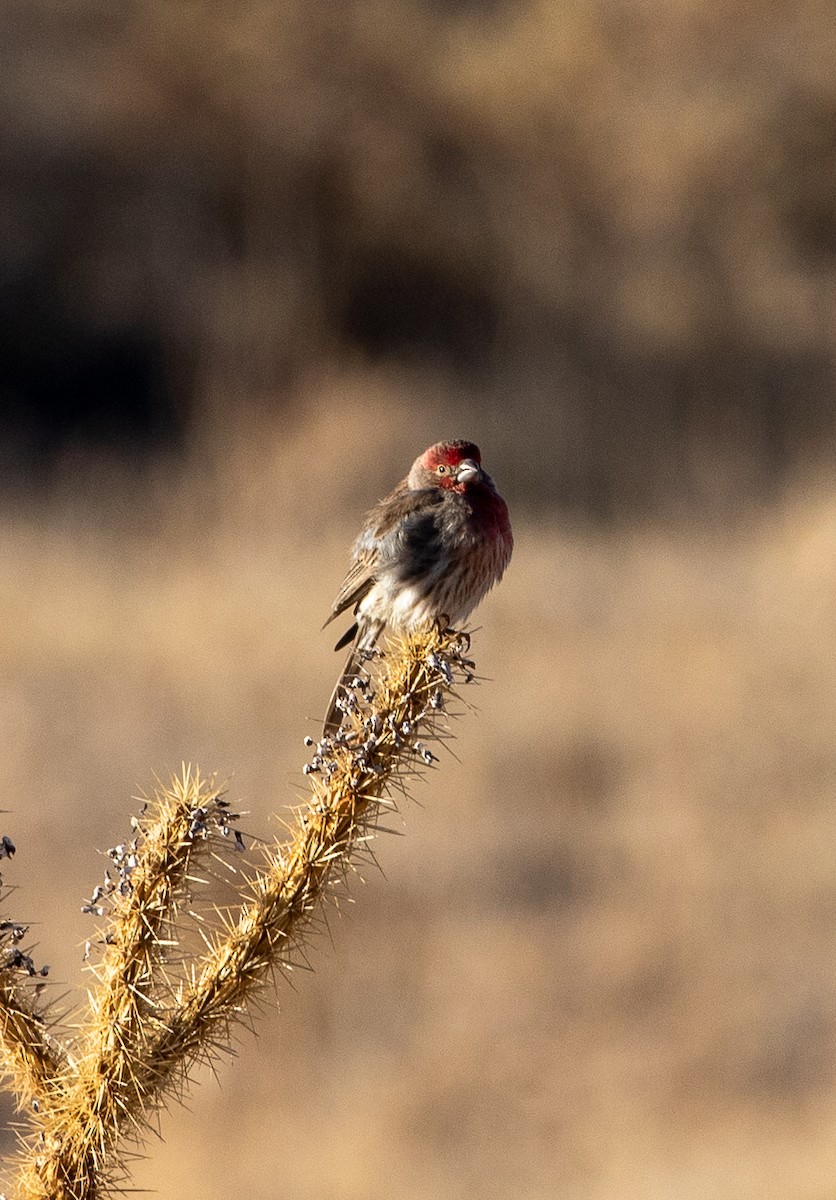 House Finch - ML630428868