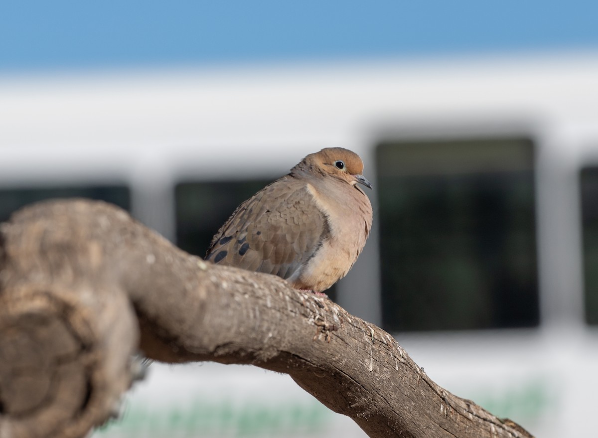 Eurasian Collared-Dove - ML630428941