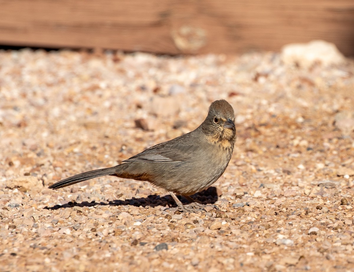 Canyon Towhee - ML630428951